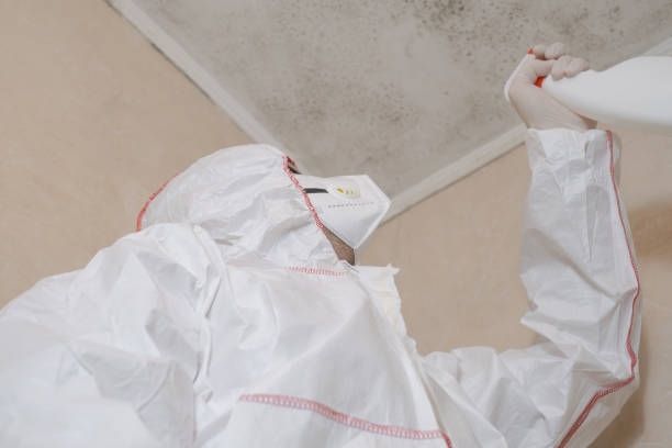 Best Attic Mold Remediation in Jellico, TN