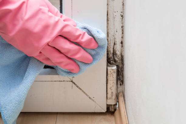 Best Commercial Mold Remediation in Jellico, TN