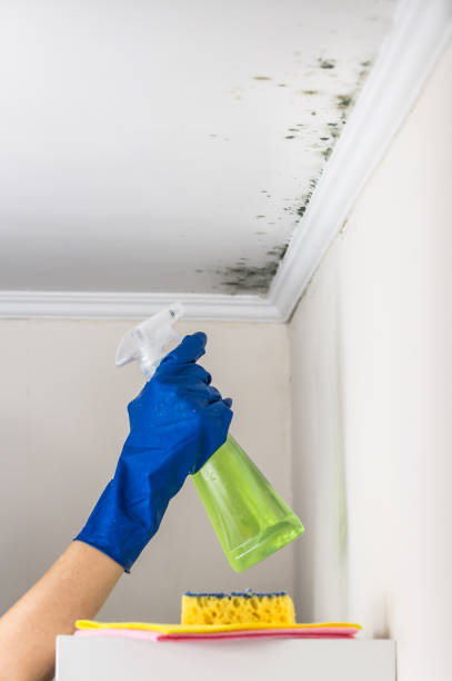Best Basement Mold Remediation in Jellico, TN